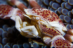 Crab Portrait by Sangut Santoso 